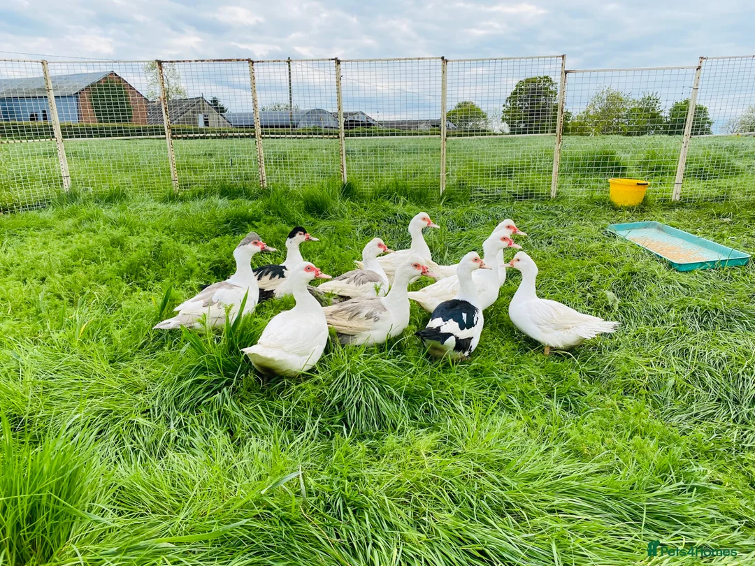 Ducks poultry for sale: Muscovy Ducks - Healthy Young Proven Layers in Welshpool - Advert 2