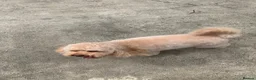 Toy Poodle dogs for sale: TOY POODLE PUPPIES  in Omagh - Advert 2