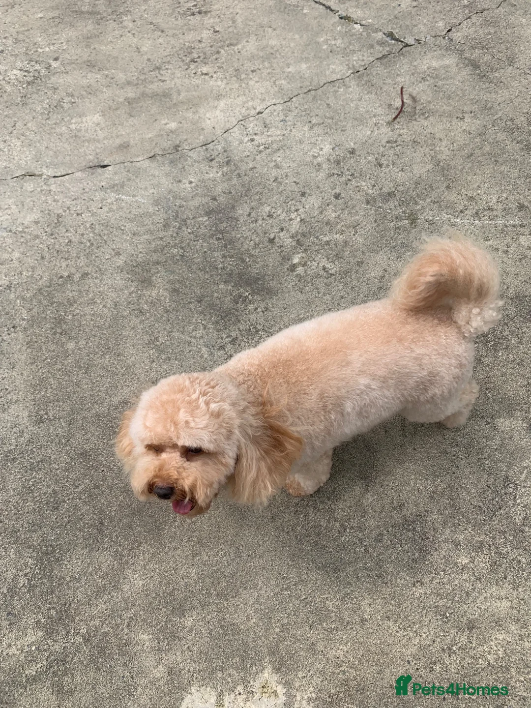 Toy Poodle dogs for sale: TOY POODLE PUPPIES  in Omagh - Advert 2