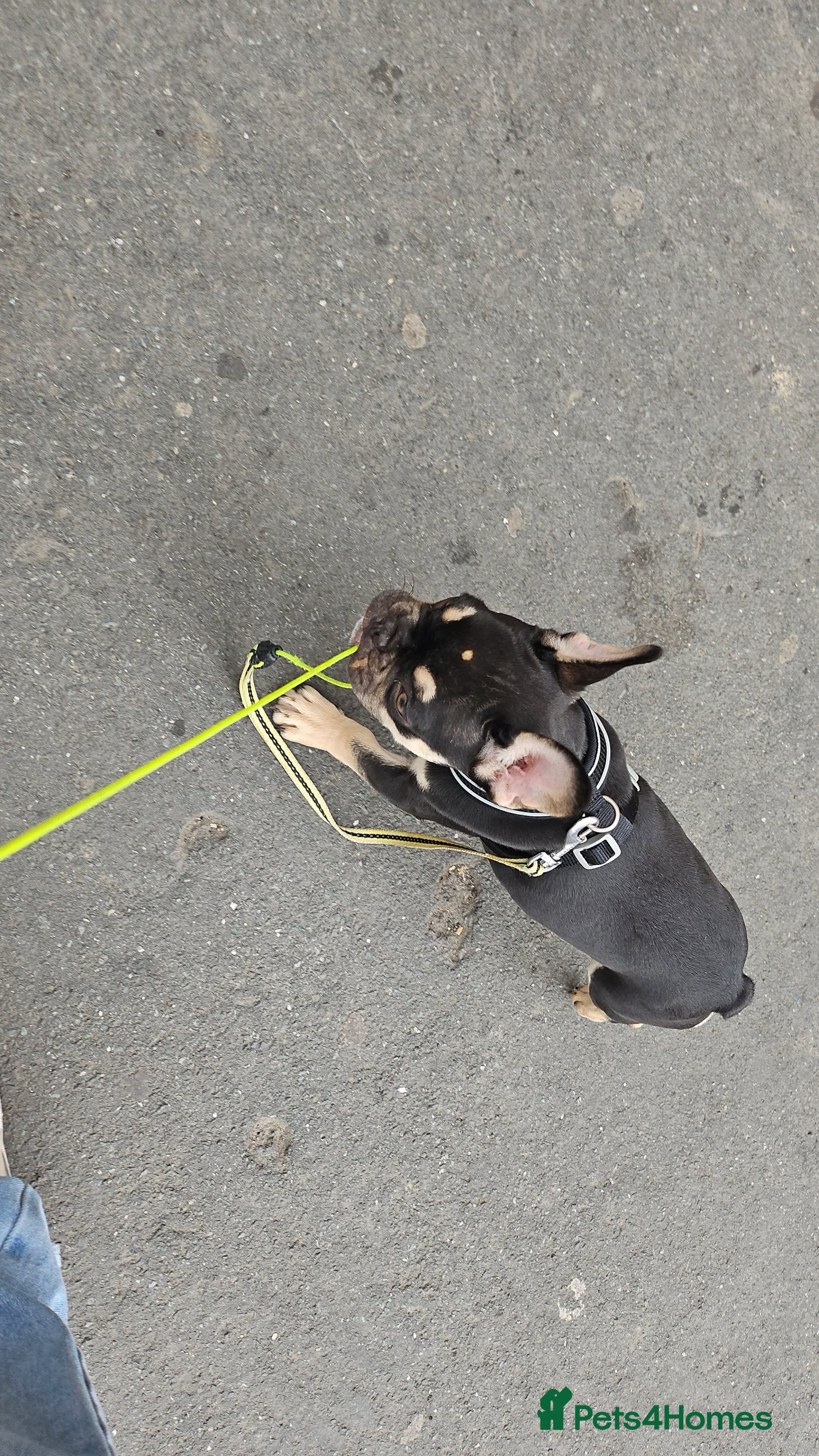 Mixed Breed rabbits 9 month old full French bulldog  - Advert 5