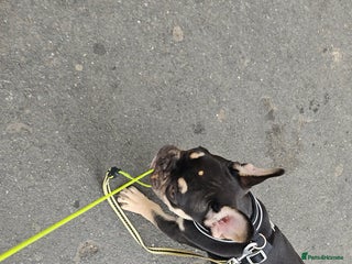 Mixed Breed rabbits 9 month old full French bulldog - Advert 1