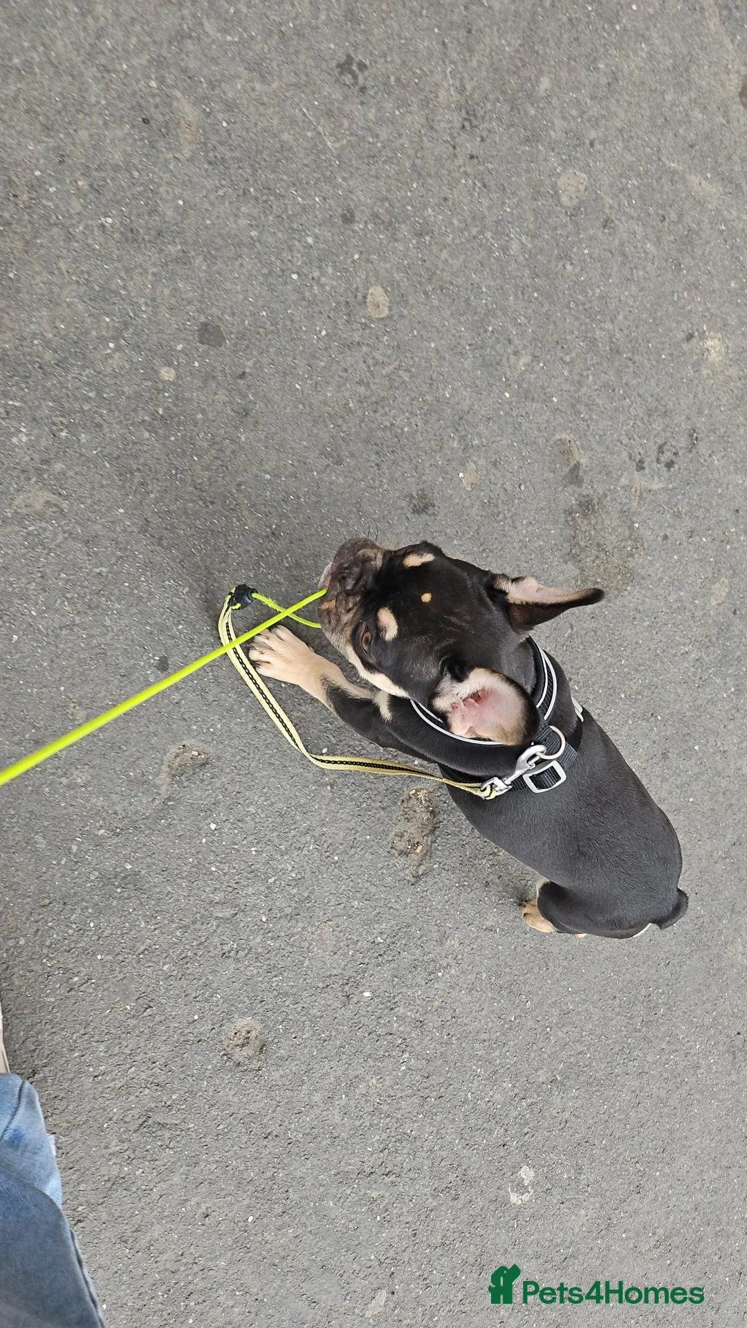 Mixed Breed rabbits for sale: 9 month old full French bulldog  - Advert 1