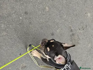 Mixed Breed rabbits 9 month old full French bulldog - Advert 8