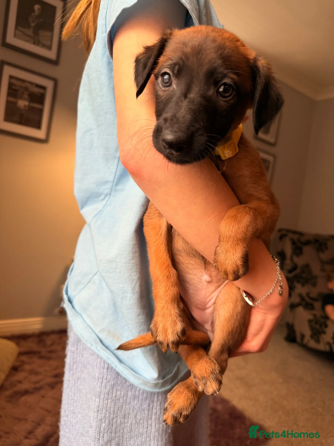 Mixed Breed dogs for sale: All Girls Greyhound/Whippet/Lurcher Cross Puppies! - Advert 14