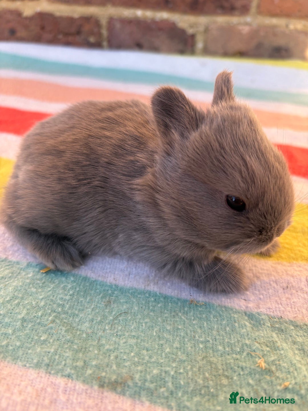 Netherland Dwarf rabbits for sale: Sweet Blue Netherland Dwarf bunnies  - Advert 11