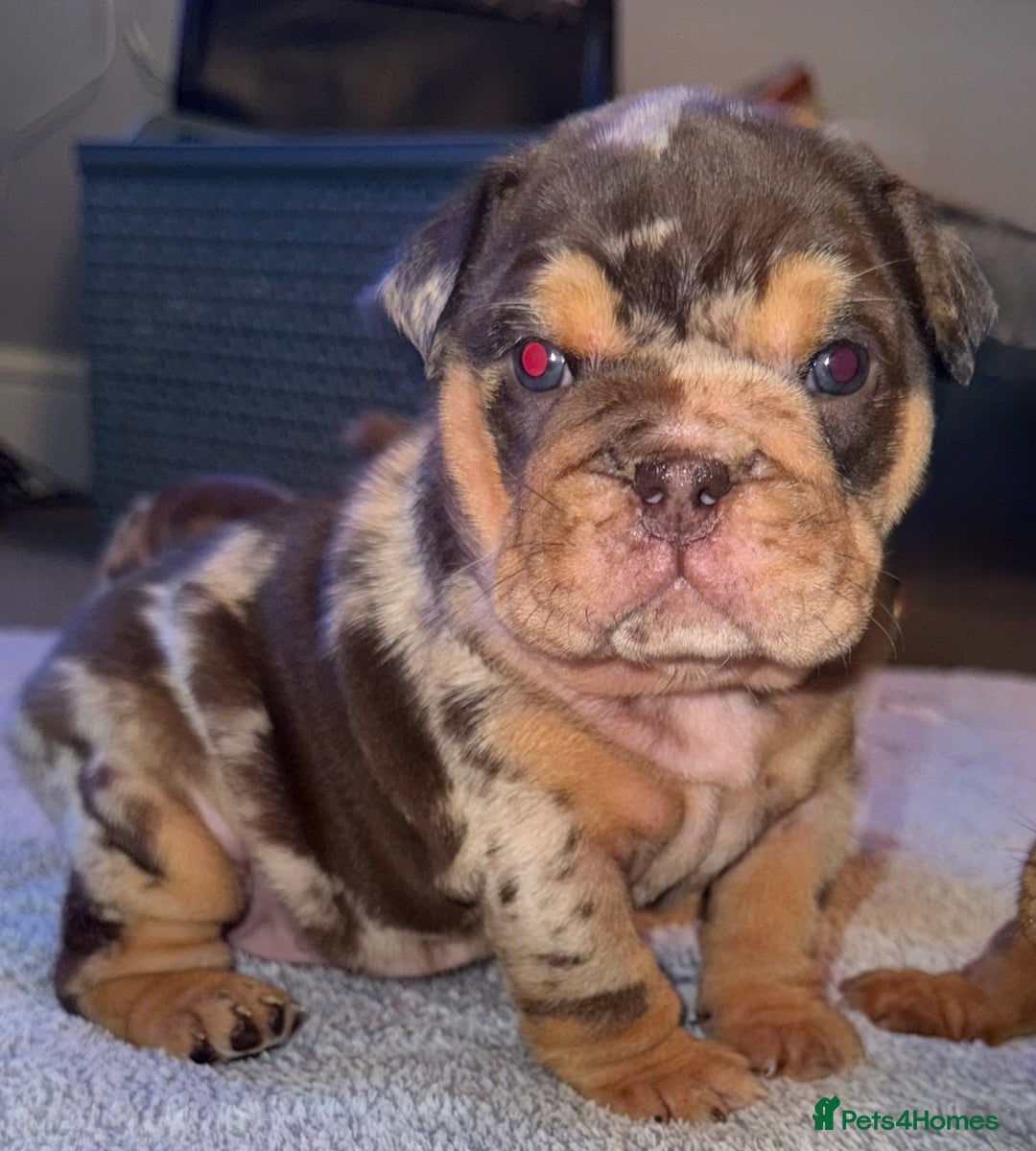 English Bulldog dogs for sale: English bulldog puppies - Image 4