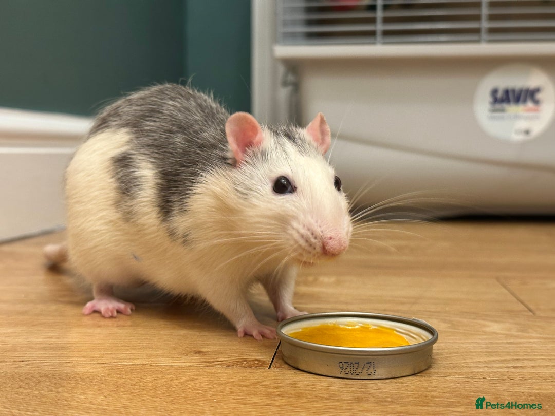 Rat rodents for sale: Single male rat needing friends - Image 1