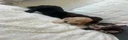 Cockapoo dogs for sale: ✨Beautiful toy cockapoo ✨ in Wrexham - Advert 6