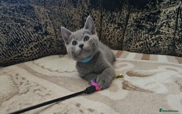 Russian Blue cats for sale: **TICA full pedigree Russian Blue kittens - Image 25