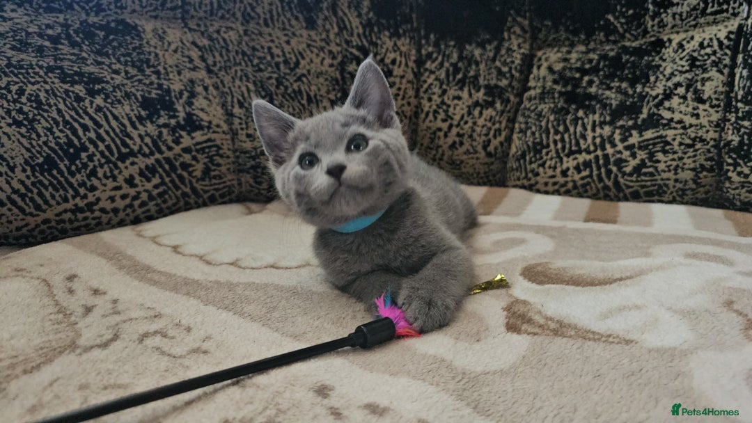 Russian Blue cats for sale: **TICA full pedigree Russian Blue kittens - Image 25