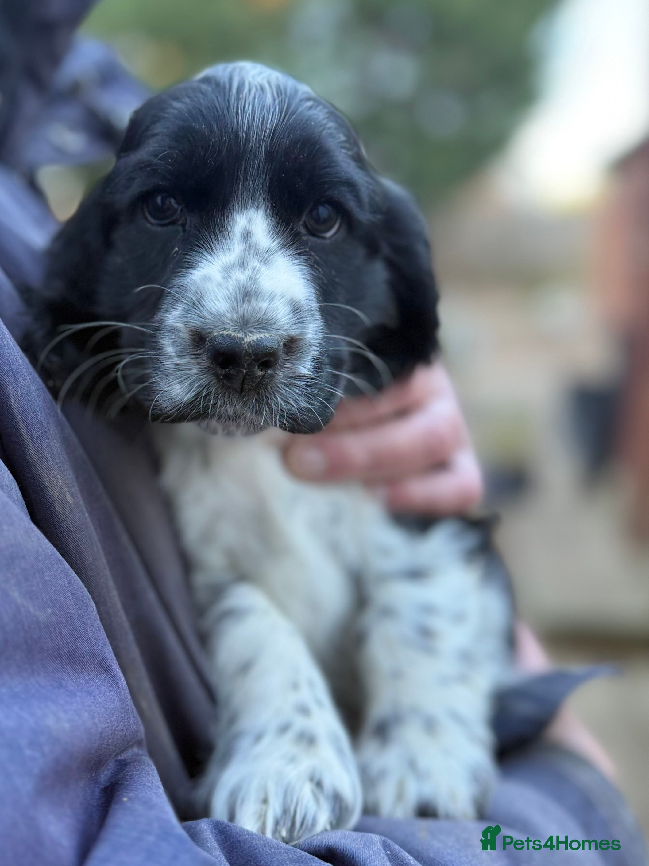 Cocker Spaniel dogs READY TO GO- REDUCED Stunning KC Pups - Advert 8