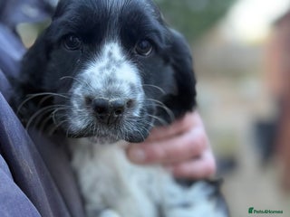 Cocker Spaniel dogs READY TO GO- REDUCED Stunning KC Pups - Advert 3