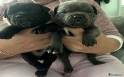 Staffordshire Bull Terrier dogs for stud: A NEW SUPERIOR SOLID BLUE MALE  - Image 25