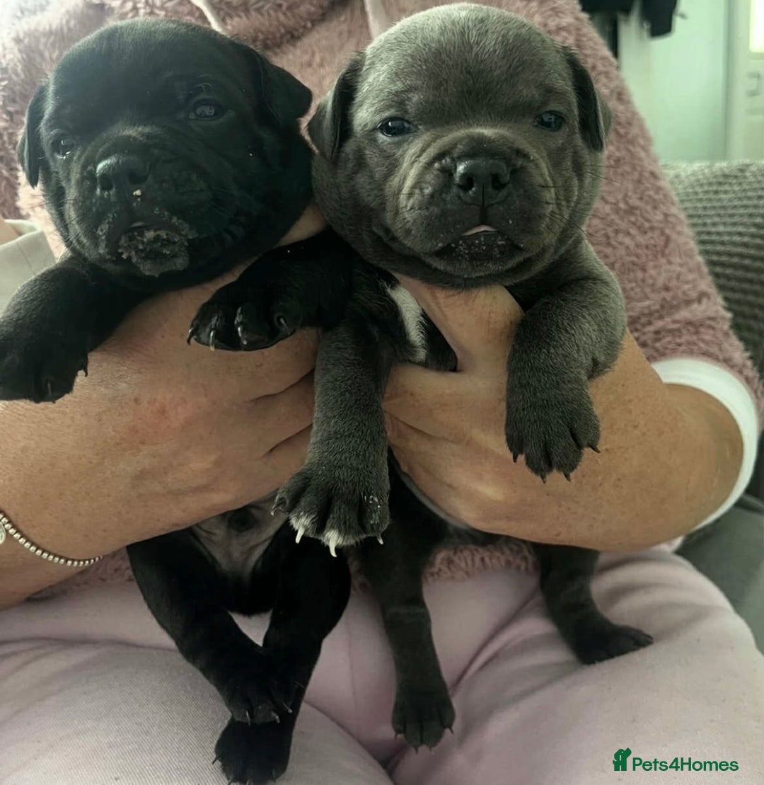 Staffordshire Bull Terrier dogs for stud: A NEW SUPERIOR SOLID BLUE MALE  - Image 25