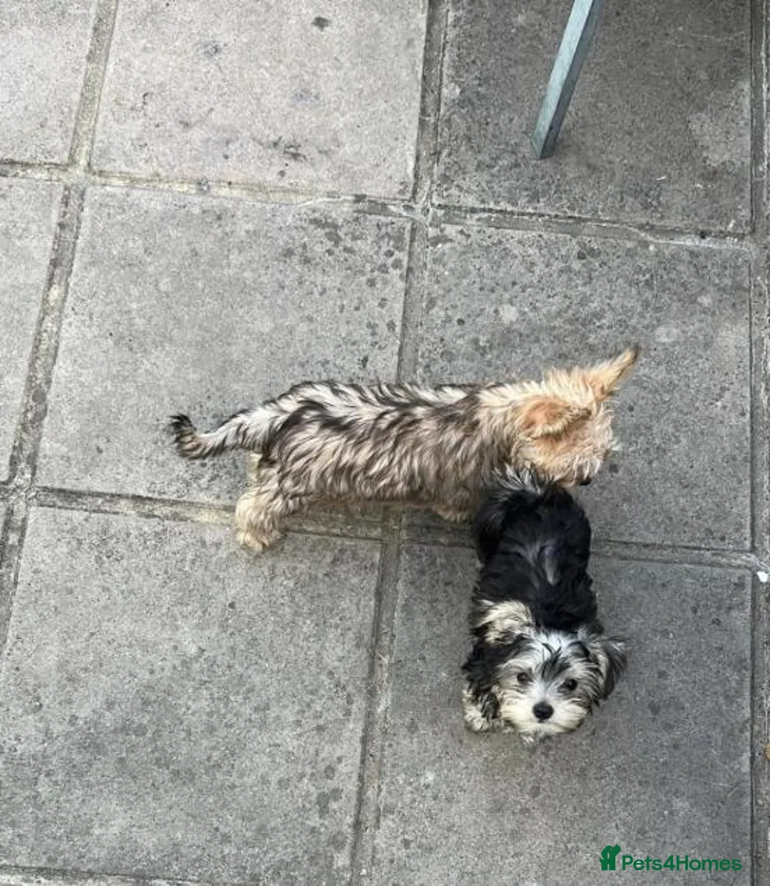 Yorkshire Terrier dogs for sale: Yorkshire Terrier 3 BEAUTIFUL GIRLS AVAILABLE 🐾💗 - Advert 2