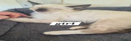 Snowshoe cats for sale: Beautiful snowshoe mixed Norwegian forest  - Advert 14