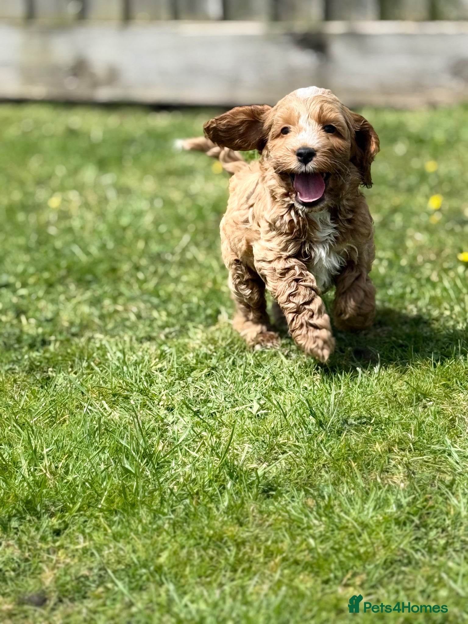 Cockapoo dogs F1 cockapoo puppies - Advert 13