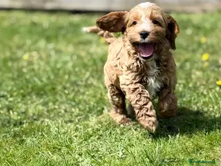 Cockapoo dogs F1 cockapoo puppies - Advert 13