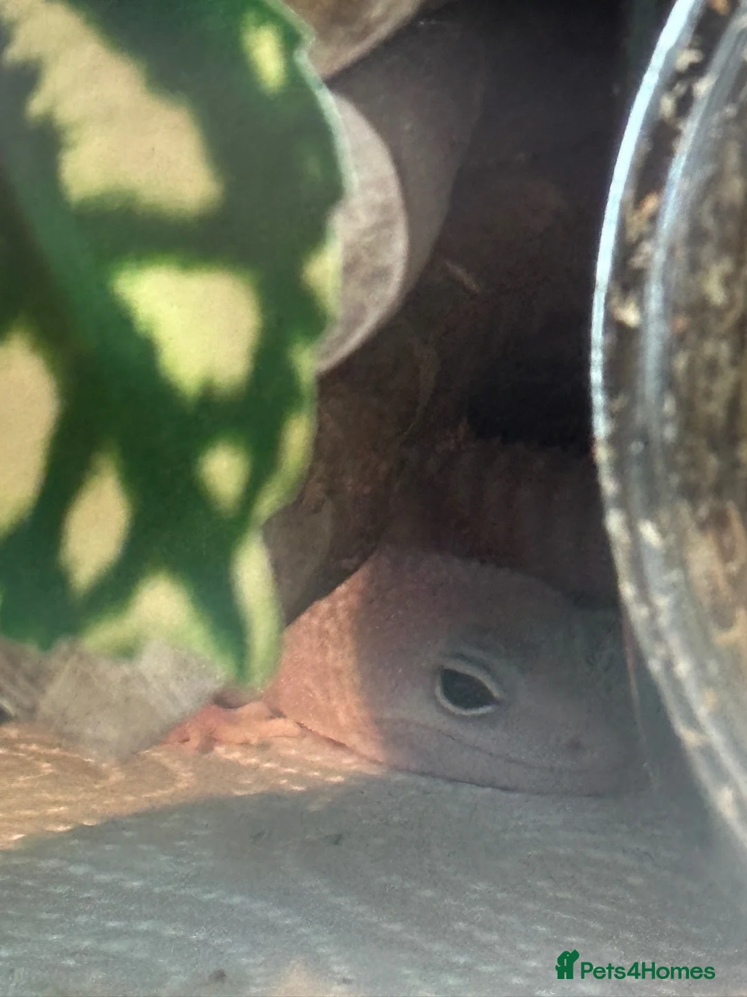 Leopard Gecko reptiles for sale: Leopard gecko looking for loving home. - Advert 2