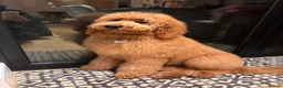 Goldendoodle dogs for sale: 4th generation standard dark red Goldendoodles  - Advert 4