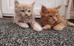 Maine Coon cats for sale: Maine Coon kittens  in Rushden - Image 16