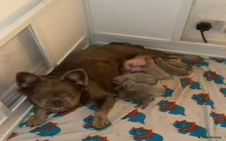 French Bulldog dogs for sale: Last girl left! Visual fluffy Frenchie  - Advert 8