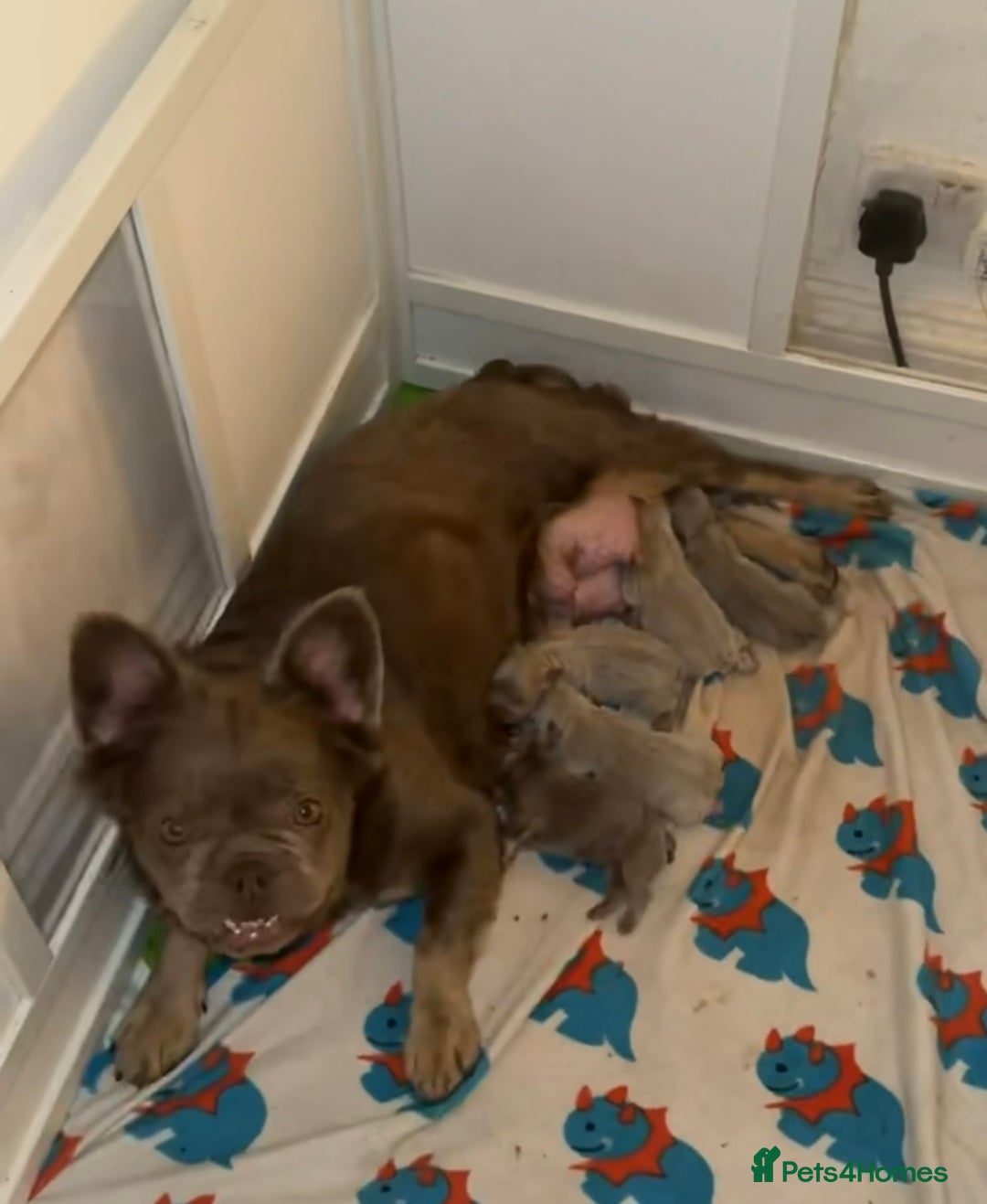 French Bulldog dogs for sale: Last girl left! Visual fluffy Frenchie  - Advert 8