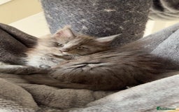 Maine Coon cats for sale: maine coon kittens  - Image 8