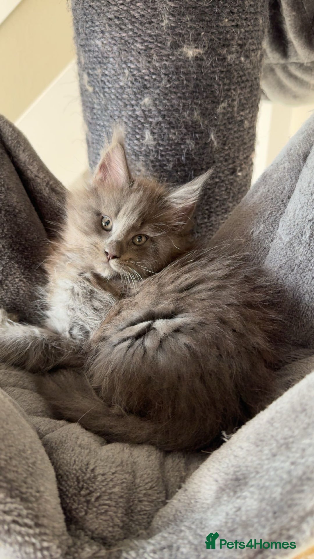 Maine Coon cats for sale: maine coon kittens  - Image 8