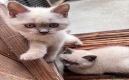 British Shorthair cats for sale: British shorthair GGCF Blue colourpoint kittens  - Image 15