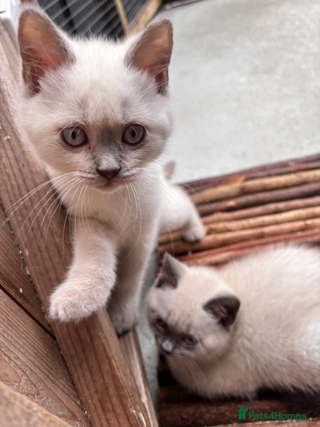 British Shorthair cats for sale: British shorthair GGCF Blue colourpoint kittens  - Image 15