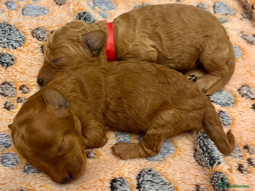 Miniature Poodle dogs for sale: **All Reserved** Stunning Deep Red Mini Poodle - Advert 17