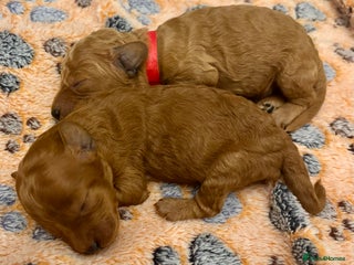 Miniature Poodle dogs Stunning Deep Red & Apricot Mini Poodle Puppies - Advert 11