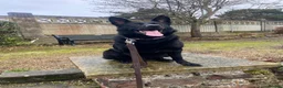 German Shepherd dogs for sale: Lucy  - Advert 1