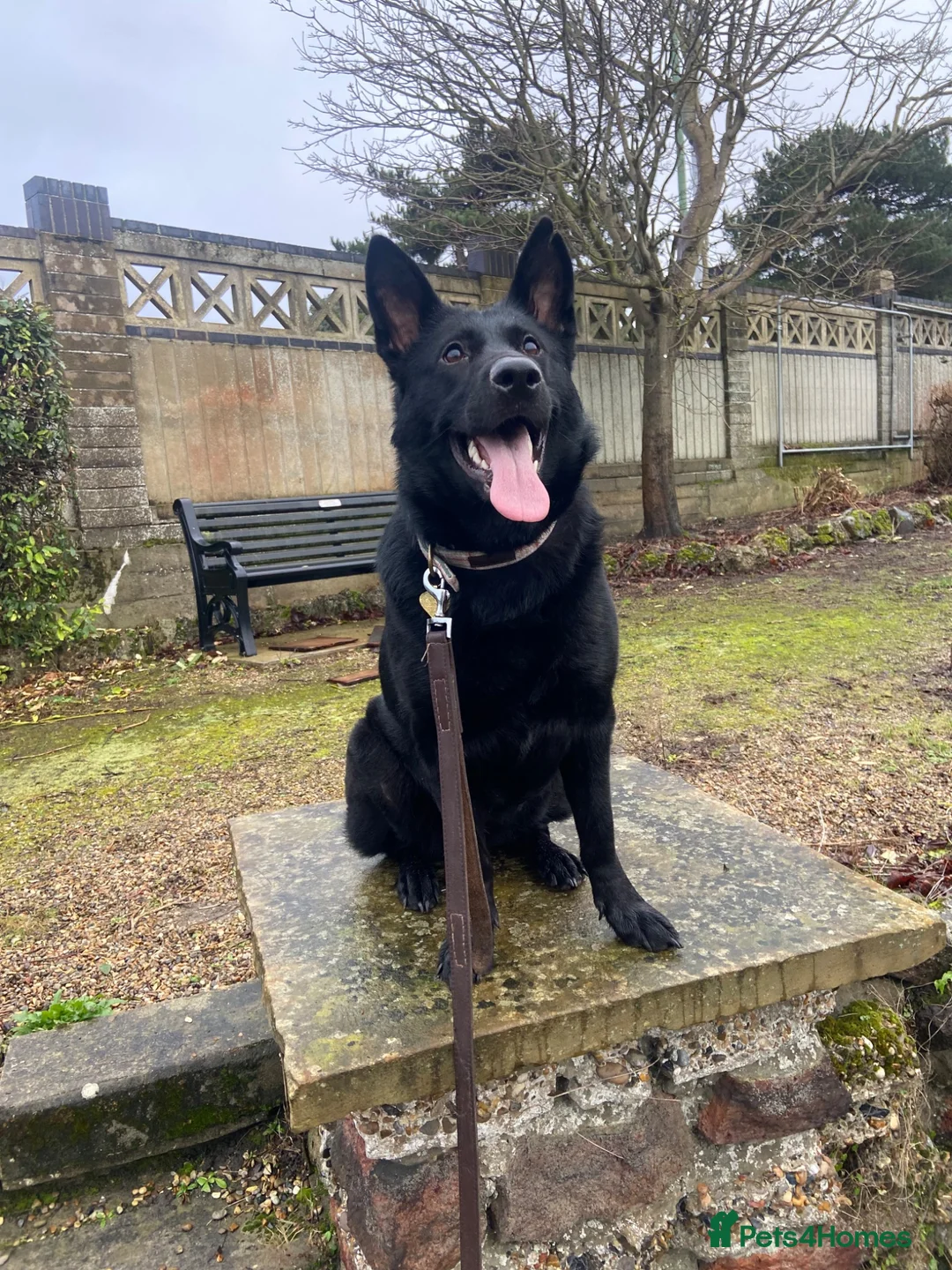 German Shepherd dogs for sale: Lucy  - Advert 1