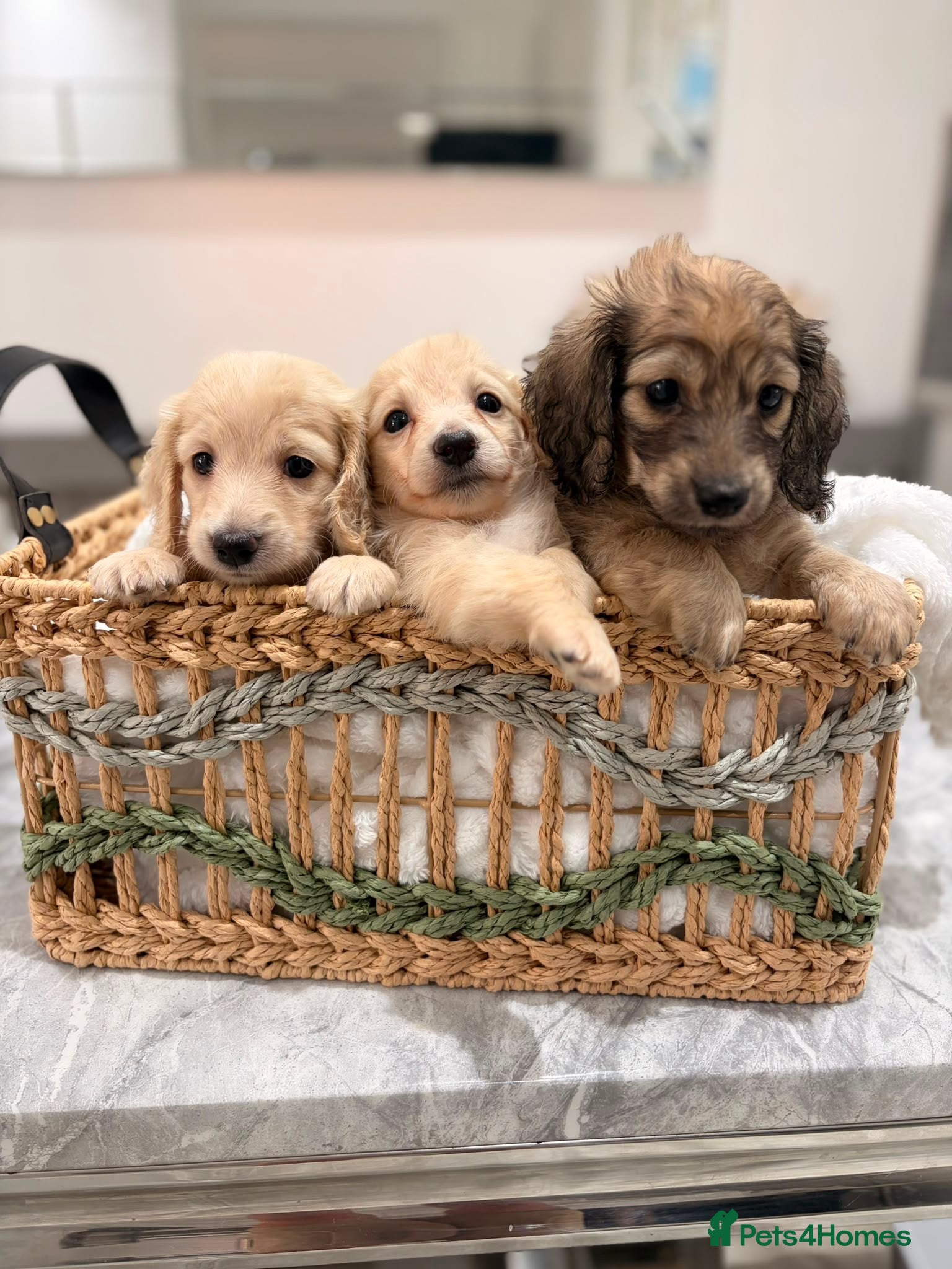 Miniature Dachshund dogs Quality cream mini dachshunds - Advert 2