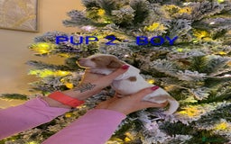 Cocker Spaniel dogs for sale: Lovely Cocker Spaniel Puppies From Our Family Dogs - Advert 10