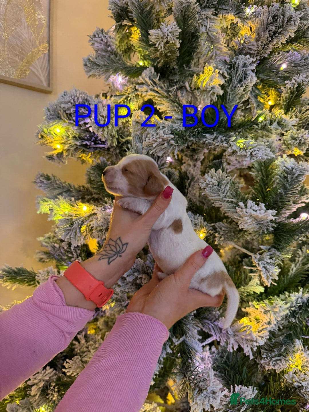 Cocker Spaniel dogs for sale: Lovely Cocker Spaniel Puppies From Our Family Dogs - Advert 10