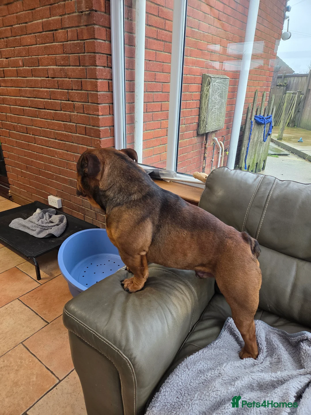 English Bulldog dogs for sale: English bulldog - Advert 10