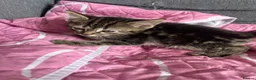 Mixed Breed cats for sale: Ready now stunning kittens  in Gravesend - Advert 5
