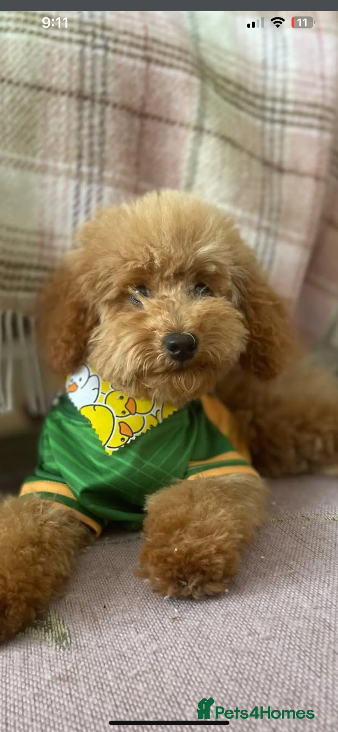 Yorkiepoo dogs for sale: Stunning Yorkipoo puppies in London - Advert 12