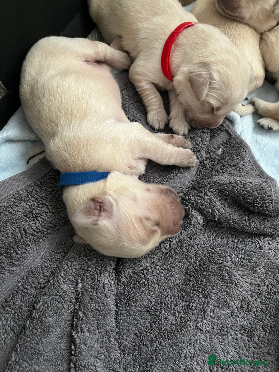Golden Retriever dogs for sale: Beautiful KC Golden Retriever Babies  - Image 7