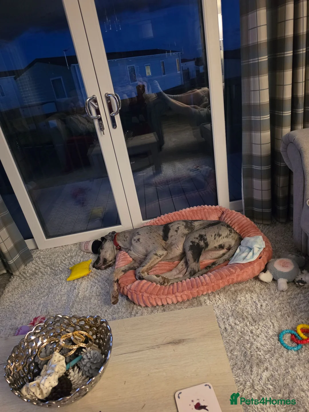 Great Dane dogs for sale: 8 mth old merle great dane girl in York - Advert 2