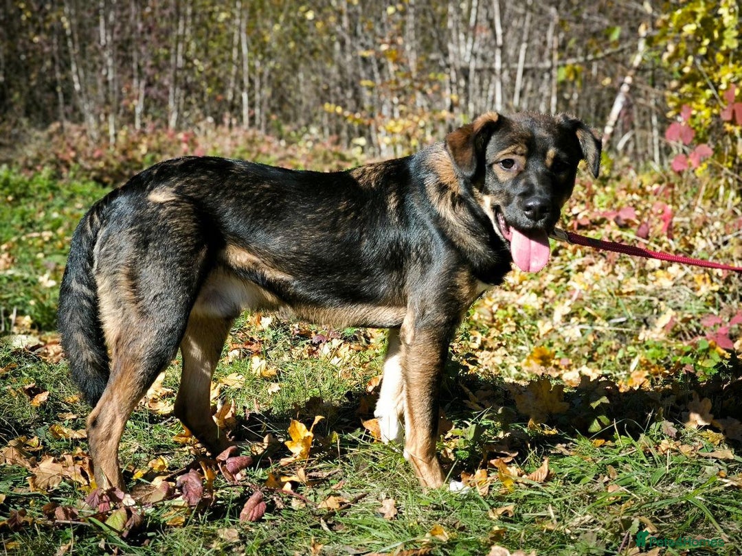 Mixed Breed dogs for adoption: 💙🐶 KOKOS 🐶💙 - Advert 25