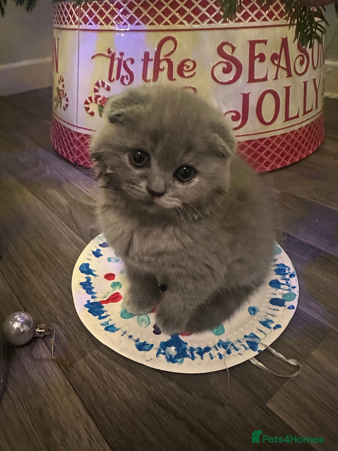Scottish Fold cats for sale: ✨💜 LAST Scottish Fold Girl For Sale 💜✨ - Advert 6