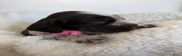 Cocker Spaniel dogs for sale: Cocker Spaniel puppies looking for forever homes♥️ - Advert 17