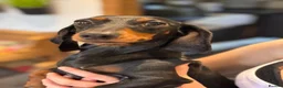 Miniature Dachshund dogs for sale: Beautiful dachshund looking for new home  - Advert 3