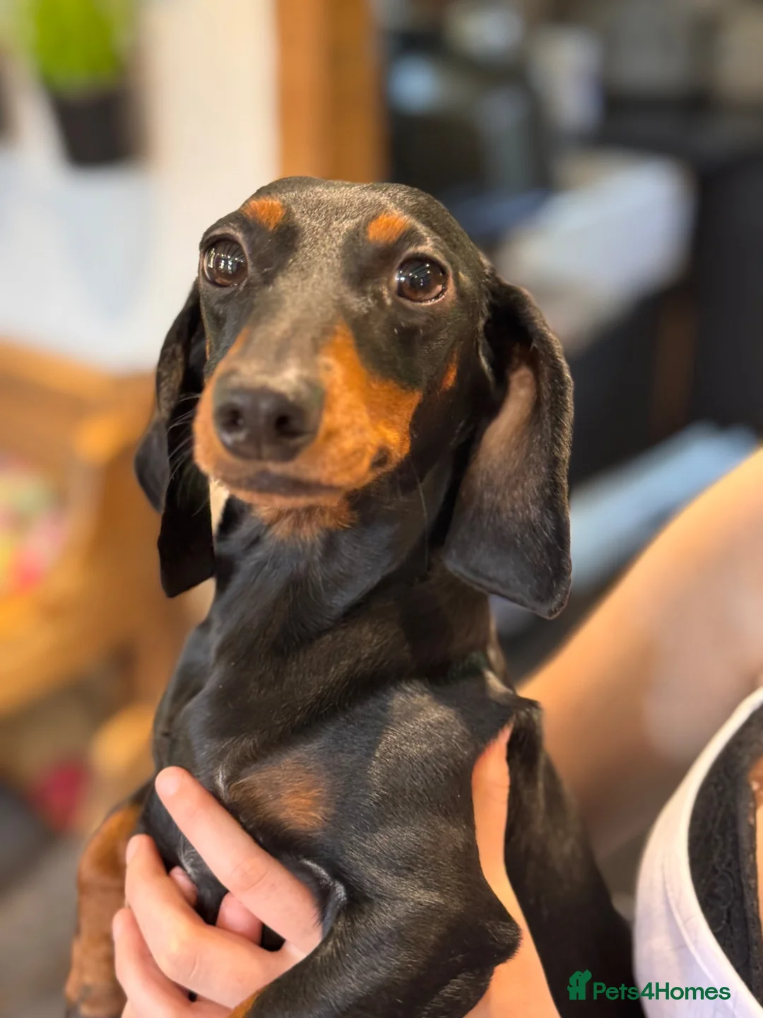 Miniature Dachshund dogs for sale: Beautiful dachshund looking for new home  - Advert 3
