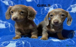 Dachshund dogs for sale: Dachshunds  - Image 14