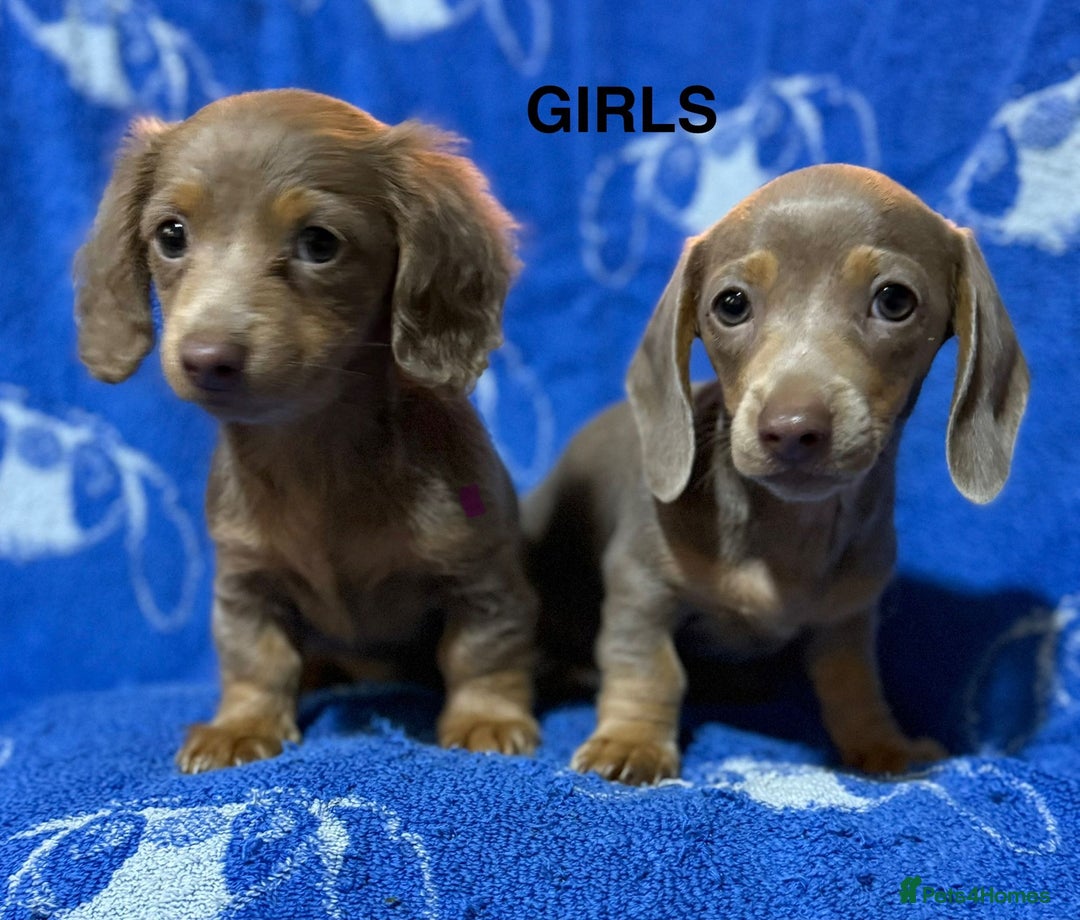 Dachshund dogs for sale: Dachshunds  - Image 14